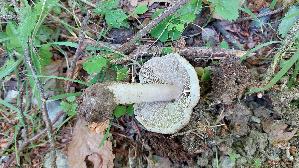 Strohgelber-Ris--spilz_Inocybe-cookei_20260607_130523.jpg
