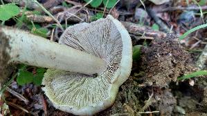 Strohgelber-Ris--spilz_Inocybe-cookei_20260607_130537.jpg