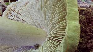 Strohgelber-Ris--spilz_Inocybe-cookei_20260607_130550.jpg