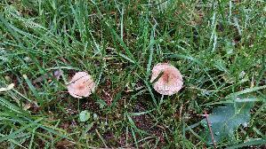 Strohgelber-Ris--spilz_Inocybe-cookei_20260612_135019.jpg