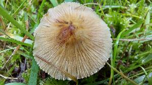 Strohgelber-Ris--spilz_Inocybe-cookei_20260612_135041.jpg