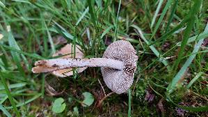 Strohgelber-Ris--spilz_Inocybe-cookei_20260612_135115.jpg