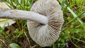 Strohgelber-Ris--spilz_Inocybe-cookei_20260612_135128.jpg