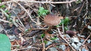 Struppiger-Ris--spilz_Inocybe-lacera_20250905_103031.jpg