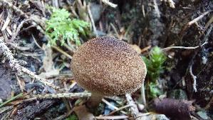 Struppiger-Ris--spilz_Inocybe-lacera_20250905_103041.jpg