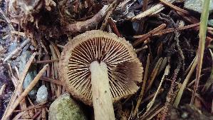 Struppiger-Ris--spilz_Inocybe-lacera_20250905_103311.jpg