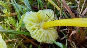 Stumpfer-Saftling_Hygrocybe-chlorophana_20251030_120326.jpg