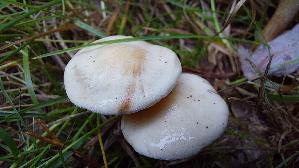 Suessriechender-Faelbling_Hebeloma-sacchariolens_20261004_174604.jpg