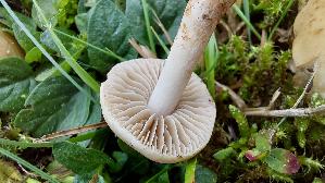 Suessriechender-Faelbling_Hebeloma-sacchariolens_20261018_155341.jpg
