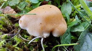 Suessriechender-Faelbling_Hebeloma-sacchariolens_20261018_155349.jpg