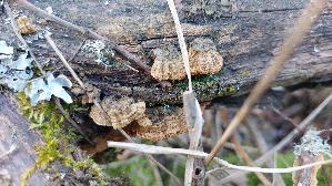 Tabakbraune-Borstenscheibe_Hymenochaete-tabacina_20260306_124435.jpg