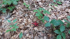 Tintenfischpilz_Clathrus-archeri_20250821_123126.jpg