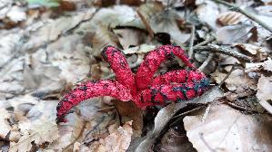 Tintenfischpilz_Clathrus-archeri_20250821_123146.jpg