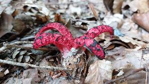 Tintenfischpilz_Clathrus-archeri_20250821_123305.jpg