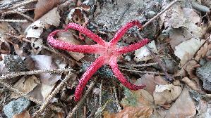 Tintenfischpilz_Clathrus-archeri_20250821_124021.jpg