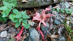 Tintenfischpilz_Clathrus-archeri_20250822_110108.jpg
