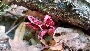 Tintenfischpilz_Clathrus-archeri_20250822_110140.jpg