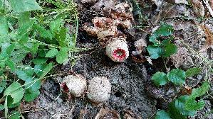 Tintenfischpilz_Clathrus-archeri_20250822_110259.jpg