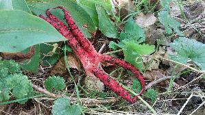 Tintenfischpilz_Clathrus-archeri_20250822_115619.jpg