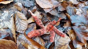 Tintenfischpilz_Clathrus-archeri_20251203_133209.jpg