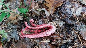 Tintenfischpilz_Clathrus-archeri_20261008_155425.jpg