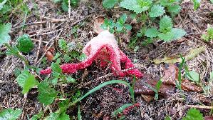 Tintenfischpilz_Clathrus-archeri_20261013_143344.jpg