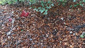 Tintenfischpilz_Clathrus-archeri_20261013_150307.jpg