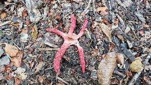 Tintenfischpilz_Clathrus-archeri_20261013_150717.jpg
