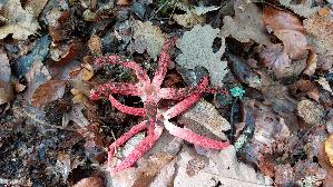 Tintenfischpilz_Clathrus-archeri_20261015_111427.jpg