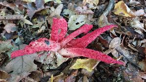 Tintenfischpilz_Clathrus-archeri_20261015_150612.jpg
