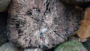Tintenstrichpilz_Bispora-antennata_20260616_175110.jpg