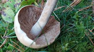 Tonblas--ser-Faelbling_Hebeloma-crustuliniforme_20260916_092842.jpg