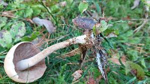 Tonblas--ser-Faelbling_Hebeloma-crustuliniforme_20260916_092852.jpg