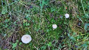 Tonblas--ser-Faelbling_Hebeloma-crustuliniforme_20260916_103432.jpg