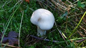 Tonblas--ser-Faelbling_Hebeloma-crustuliniforme_20260916_103444.jpg