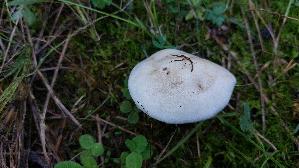 Tonblas--ser-Faelbling_Hebeloma-crustuliniforme_20260916_103457.jpg