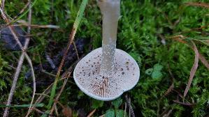 Tonblas--ser-Faelbling_Hebeloma-crustuliniforme_20260916_103534.jpg