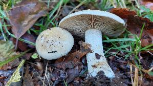 Tonblas--ser-Faelbling_Hebeloma-crustuliniforme_20261003_125440.jpg