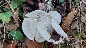 Tonblas--ser-Faelbling_Hebeloma-crustuliniforme_20261019_121606.jpg