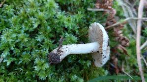 Tonweisser-Schueppling_Pholiota-lenta_20261003_123415.jpg