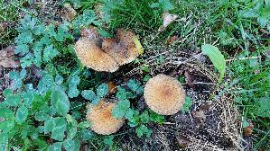 Traenender-Saumpilz_Lacrymaria-lacrymabunda_20261005_133724.jpg