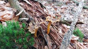 Trompeten---Pfifferling_Craterellus-tubaeformis_20241212_123816.jpg