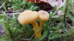 Trompeten---Pfifferling_Craterellus-tubaeformis_20251002_123707.jpg