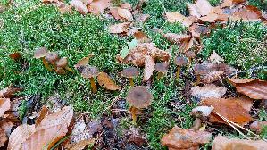 Trompeten---Pfifferling_Craterellus-tubaeformis_20251026_111932.jpg