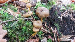 Trompeten---Pfifferling_Craterellus-tubaeformis_20251105_135055.jpg