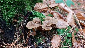 Trompeten---Pfifferling_Craterellus-tubaeformis_20251110_113843.jpg