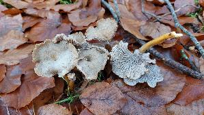 Trompeten---Pfifferling_Craterellus-tubaeformis_20251116_123706.jpg