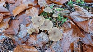 Trompeten---Pfifferling_Craterellus-tubaeformis_20251116_131720.jpg