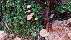 Trompeten---Pfifferling_Craterellus-tubaeformis_20251207_110345.jpg