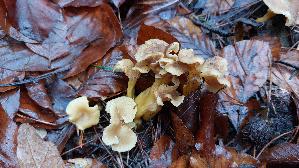 Trompeten---Pfifferling_Craterellus-tubaeformis_20251208_141305.jpg